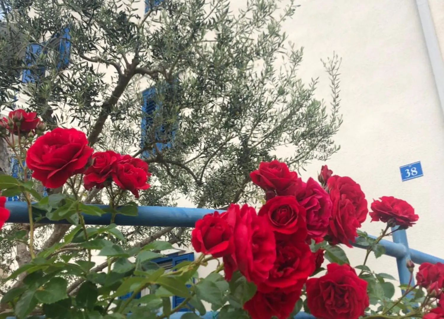 Olive Tree Apartments Umag